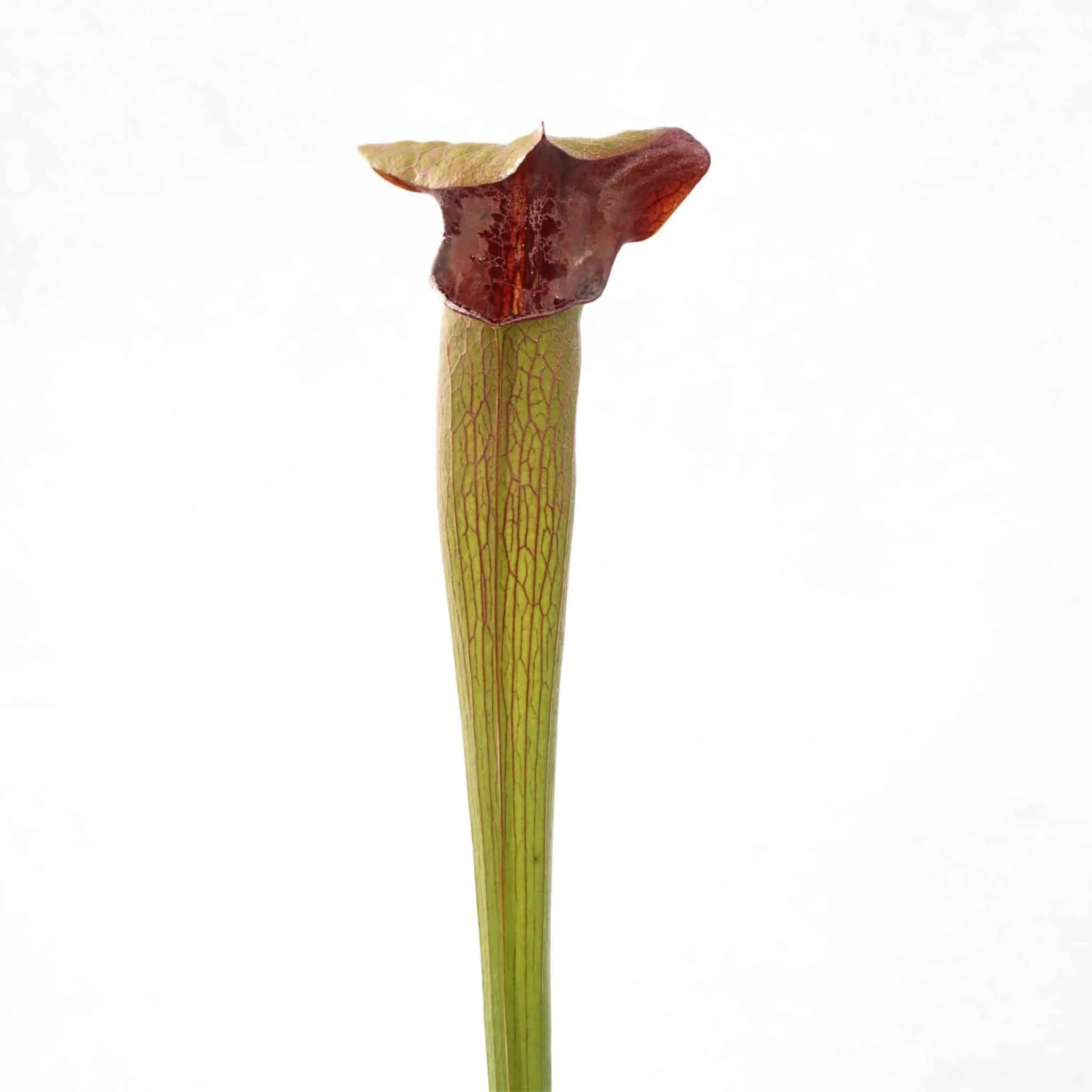 Sarracenia alata „Heavy Veined, Red Throat“, 40 cm, ex H. Hennern 大森食虫植物農園