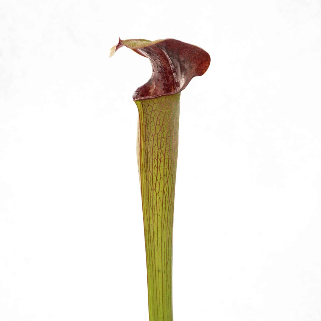 Sarracenia alata „Heavy Veined, Red Throat“, 40 cm, ex H. Hennern 大森食虫植物農園