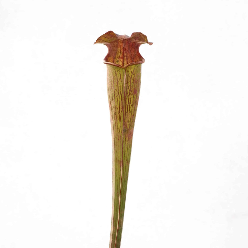 Sarracenia alata „Heavy Veined“, Hill Tops Texas, MK A16 大森食虫植物農園
