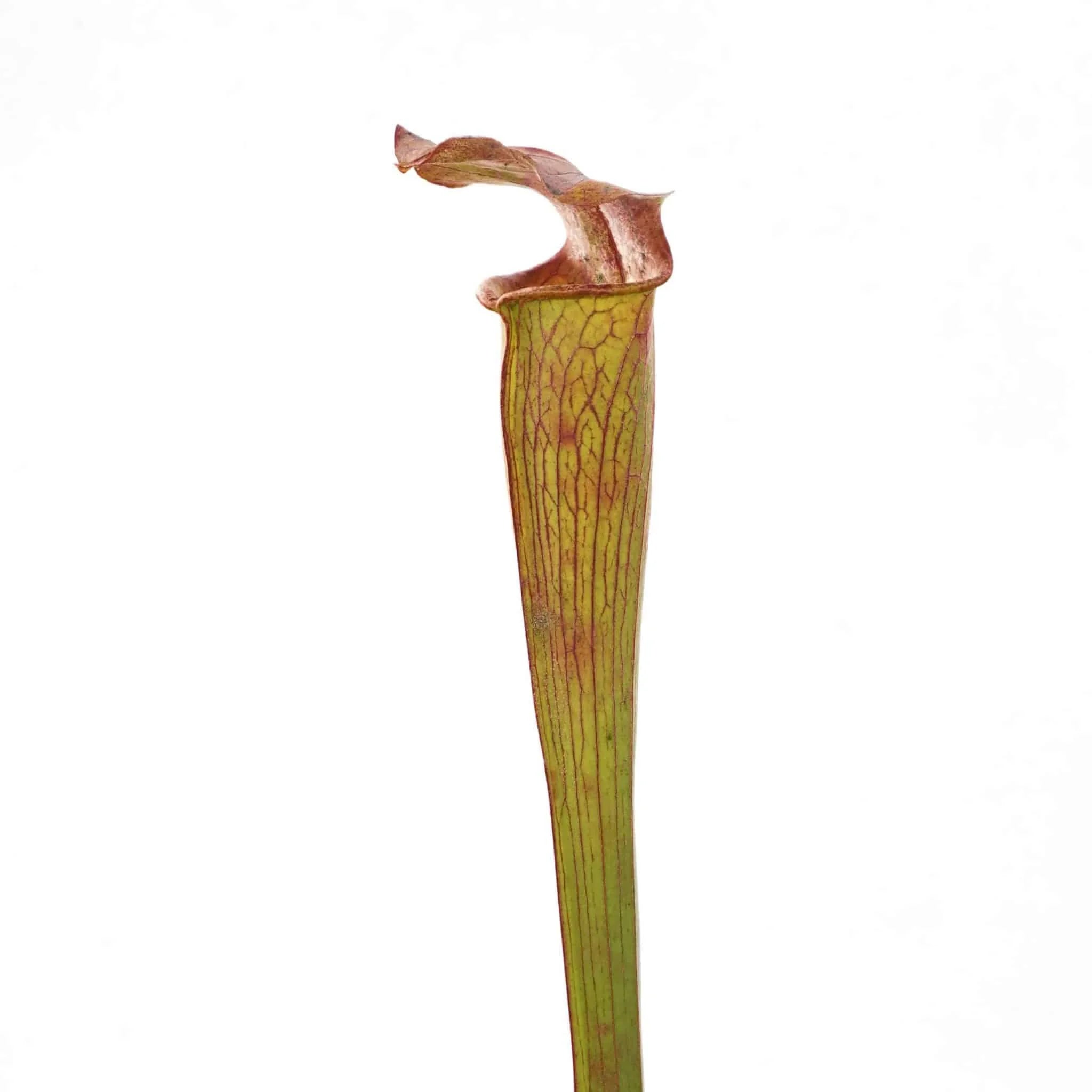 Sarracenia alata „Heavy Veined“, Hill Tops Texas, MK A16 大森食虫植物農園