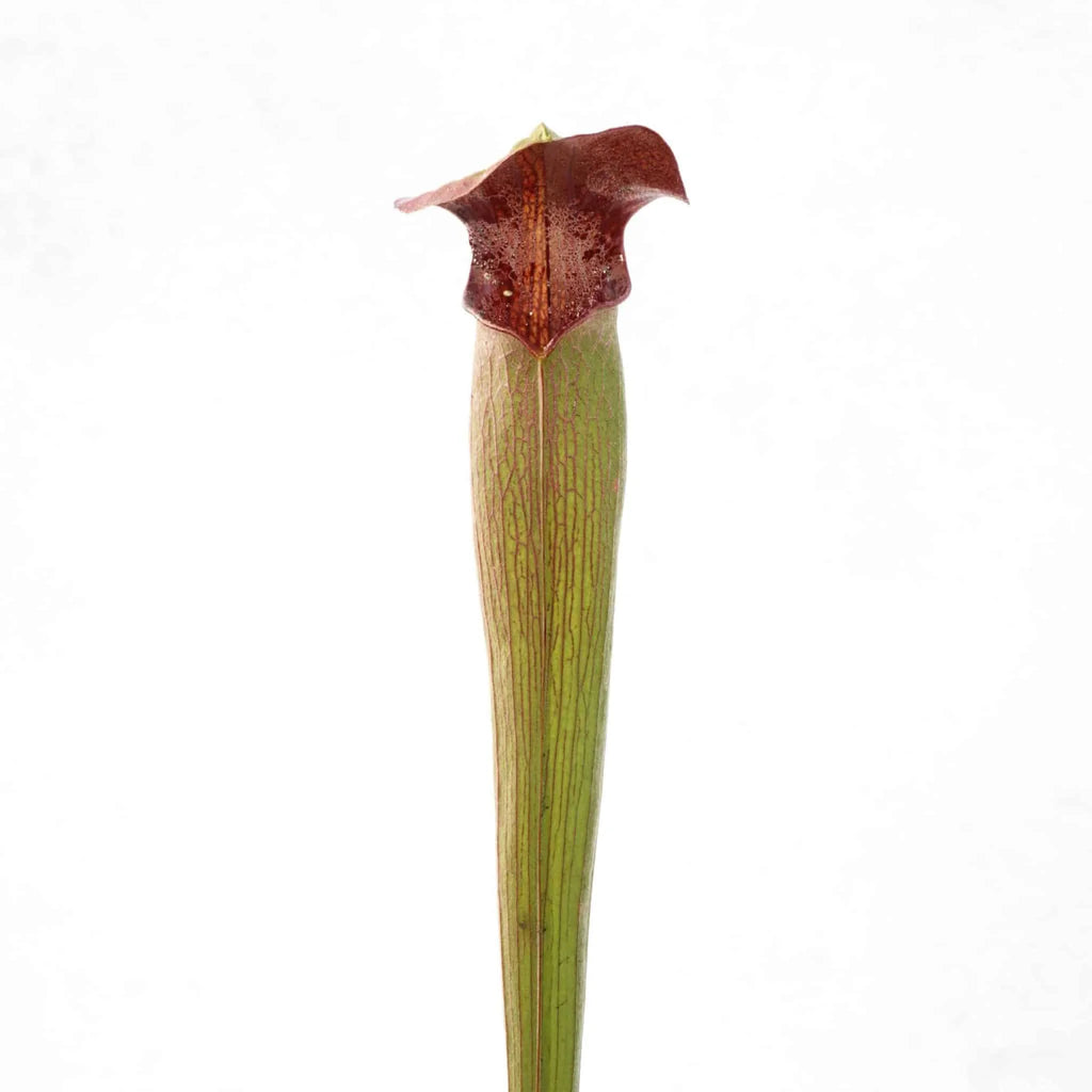 Sarracenia alata „Heavy Veined“, Jackson Co., MK A33 大森食虫植物農園
