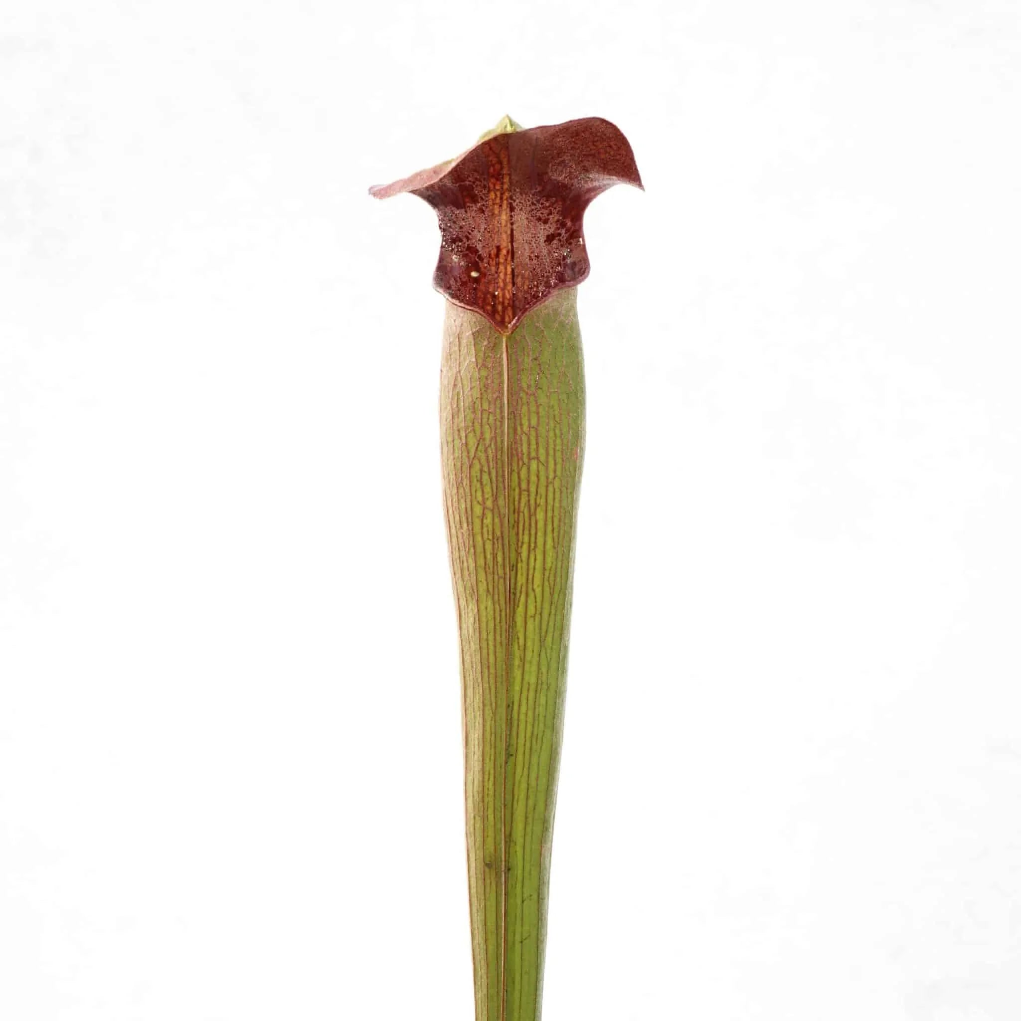 Sarracenia alata „Heavy Veined“, Jackson Co., MK A33 大森食虫植物農園