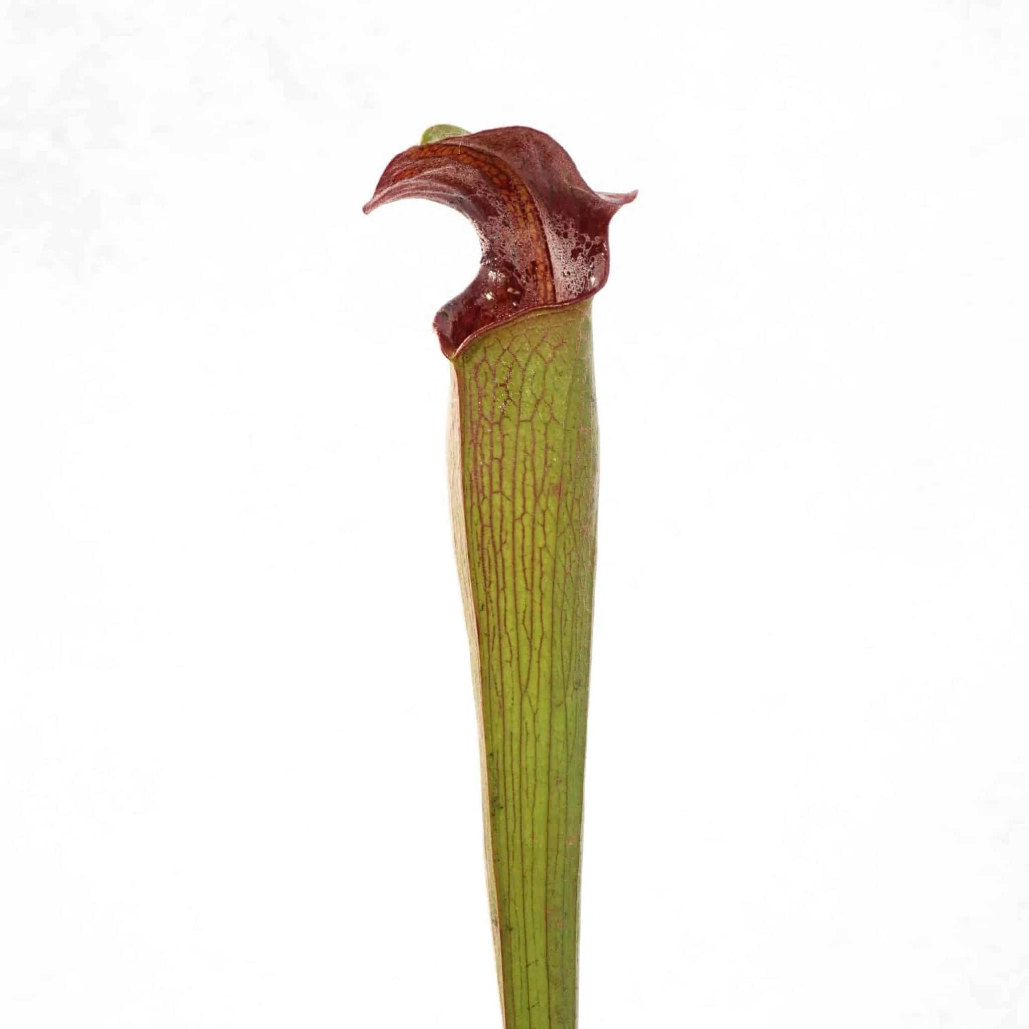 Sarracenia alata „Heavy Veined“, Jackson Co., MK A33 大森食虫植物農園