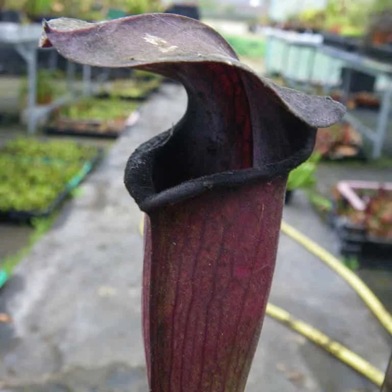 Sarracenia alata „Night“ 大森食虫植物農園