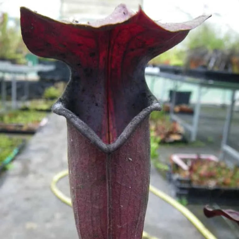 Sarracenia alata „Night“ 大森食虫植物農園