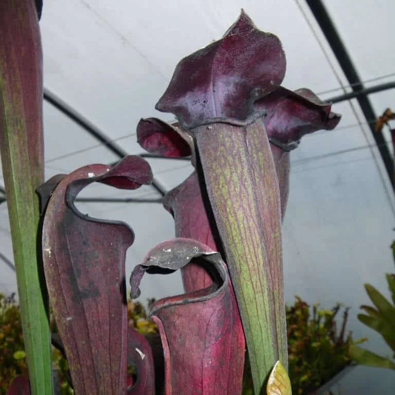 Sarracenia alata „Night“ 大森食虫植物農園