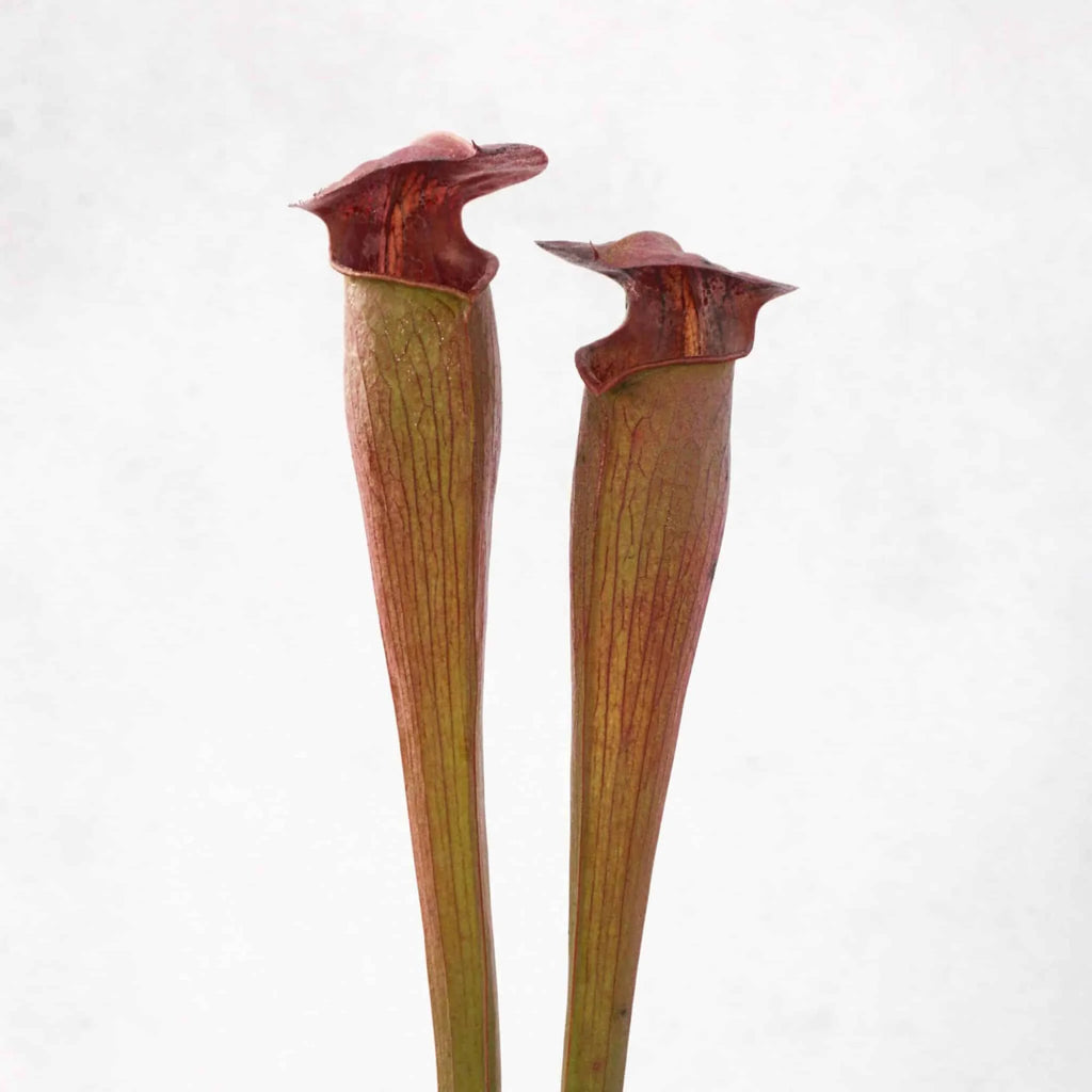 Sarracenia alata „Nigropurpurea“ 大森食虫植物農園