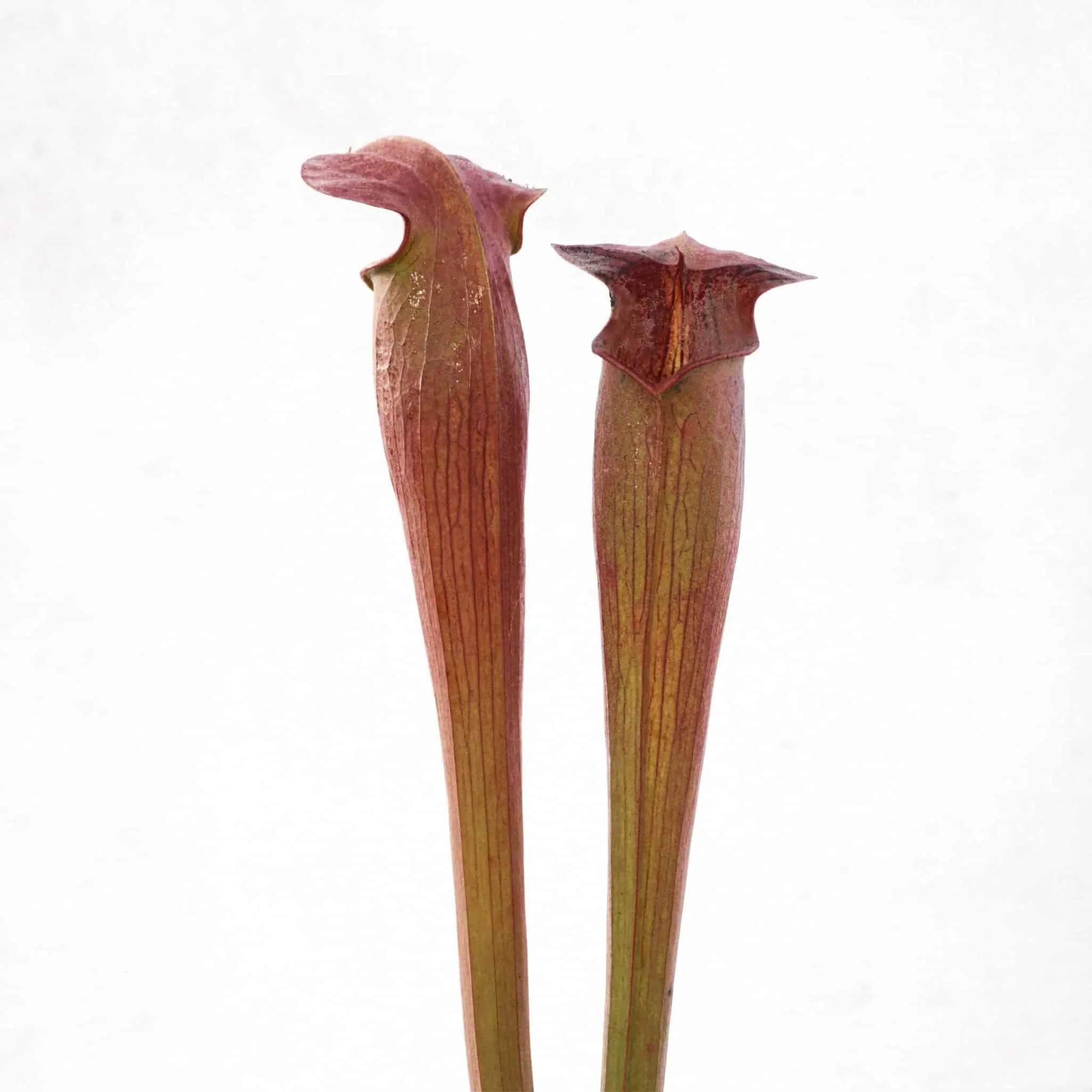 Sarracenia alata „Nigropurpurea“ 大森食虫植物農園