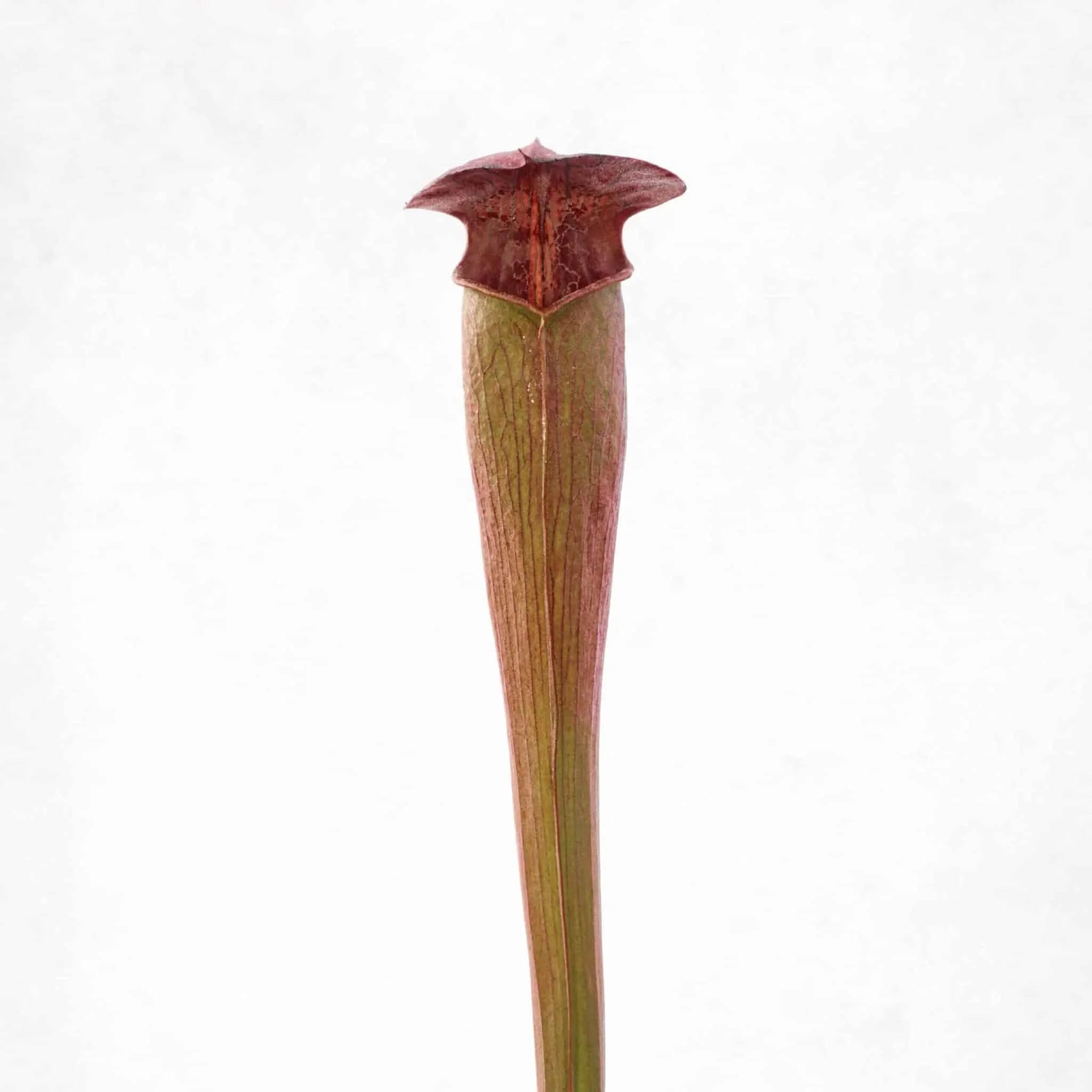 Sarracenia alata „Nigropurpurea“ 大森食虫植物農園