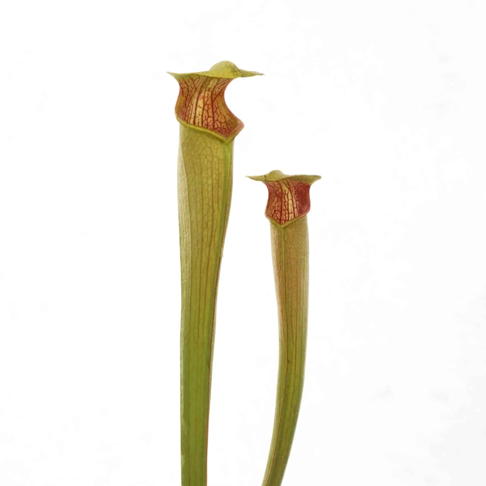 Sarracenia alata, Pipeline, Rayburn Co, Texas, MK A 24 大森食虫植物農園