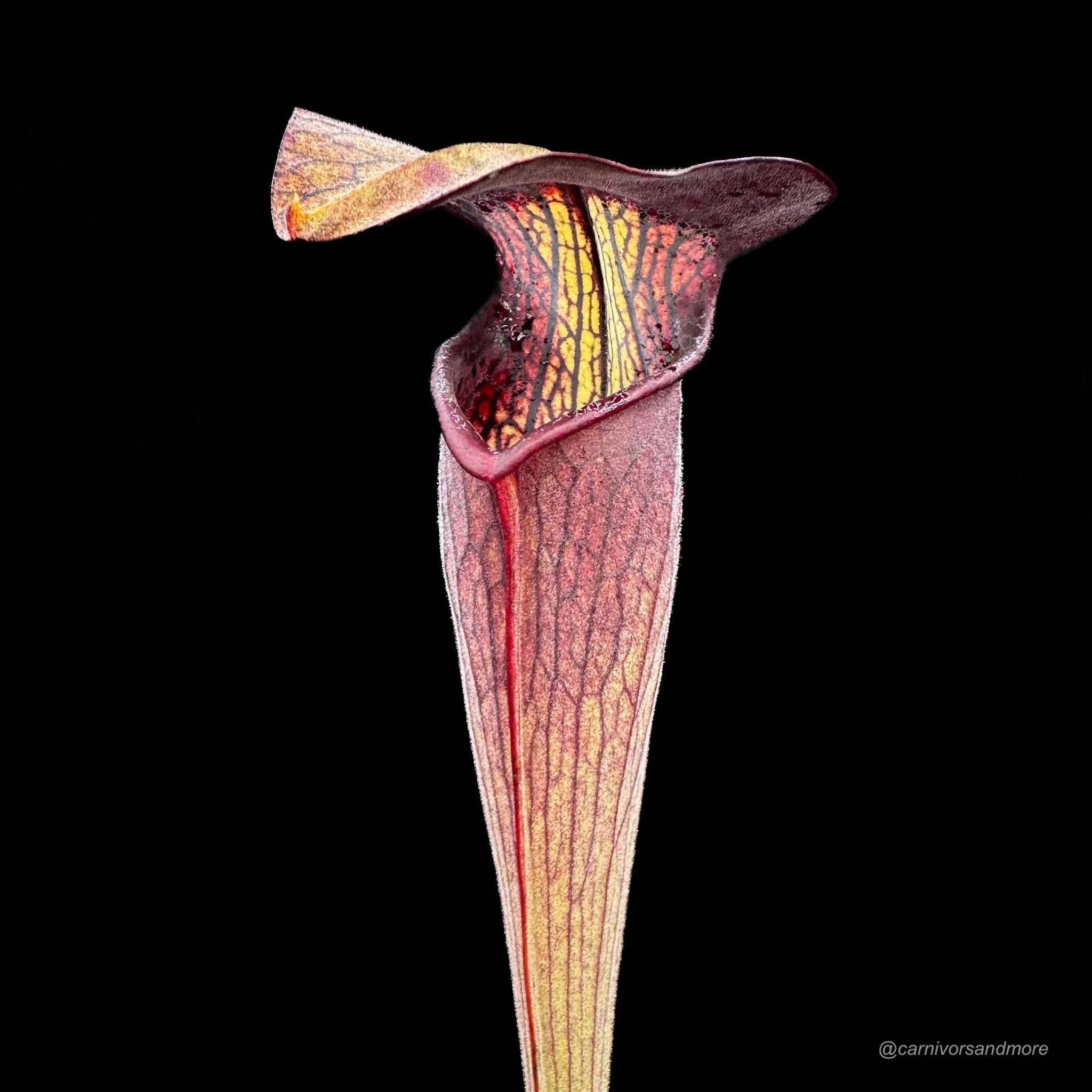 Sarracenia alata „Pubescent Black“, DeSoto, Miss, old German clone 大森食虫植物農園