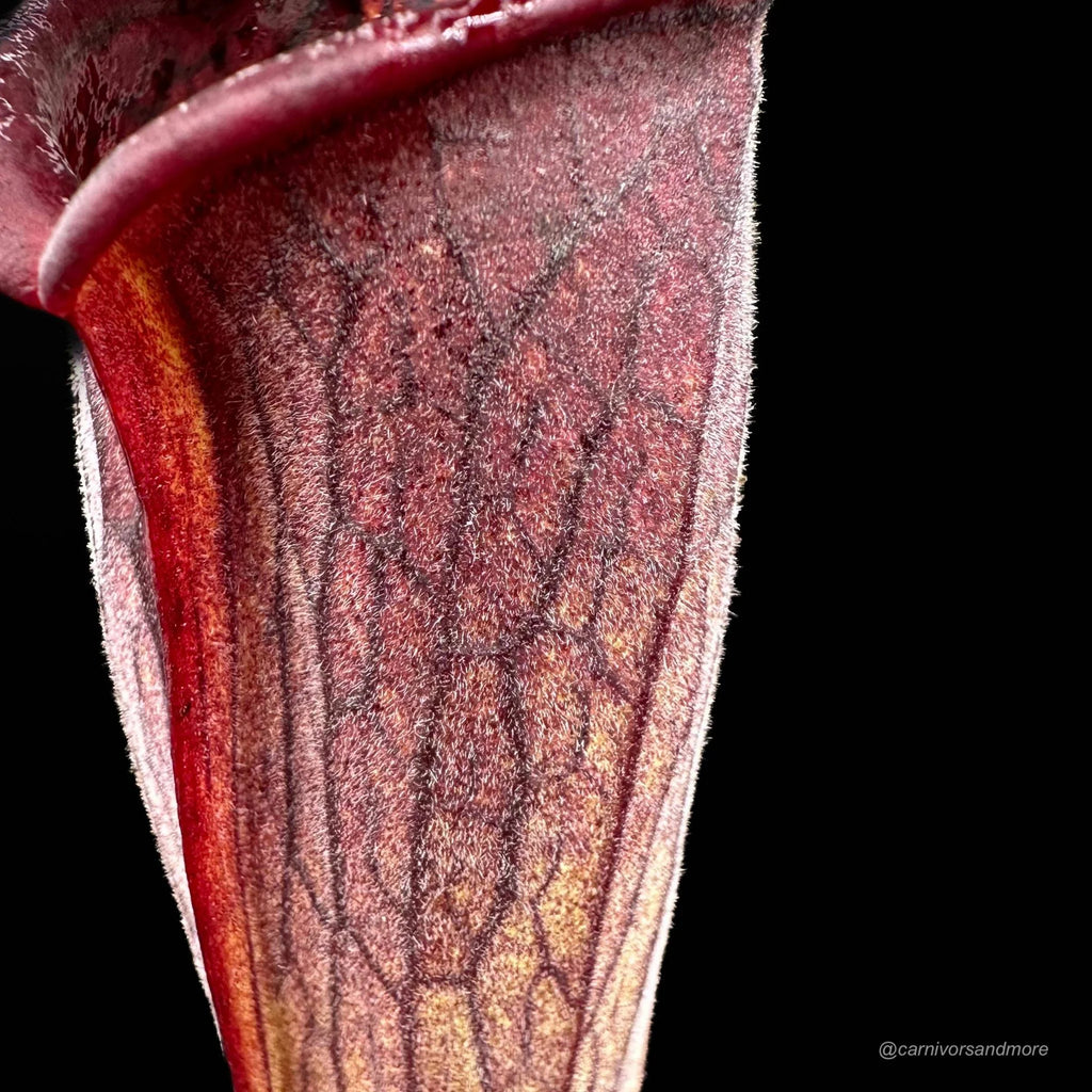 Sarracenia alata „Pubescent Black“, DeSoto, Miss, old German clone 大森食虫植物農園