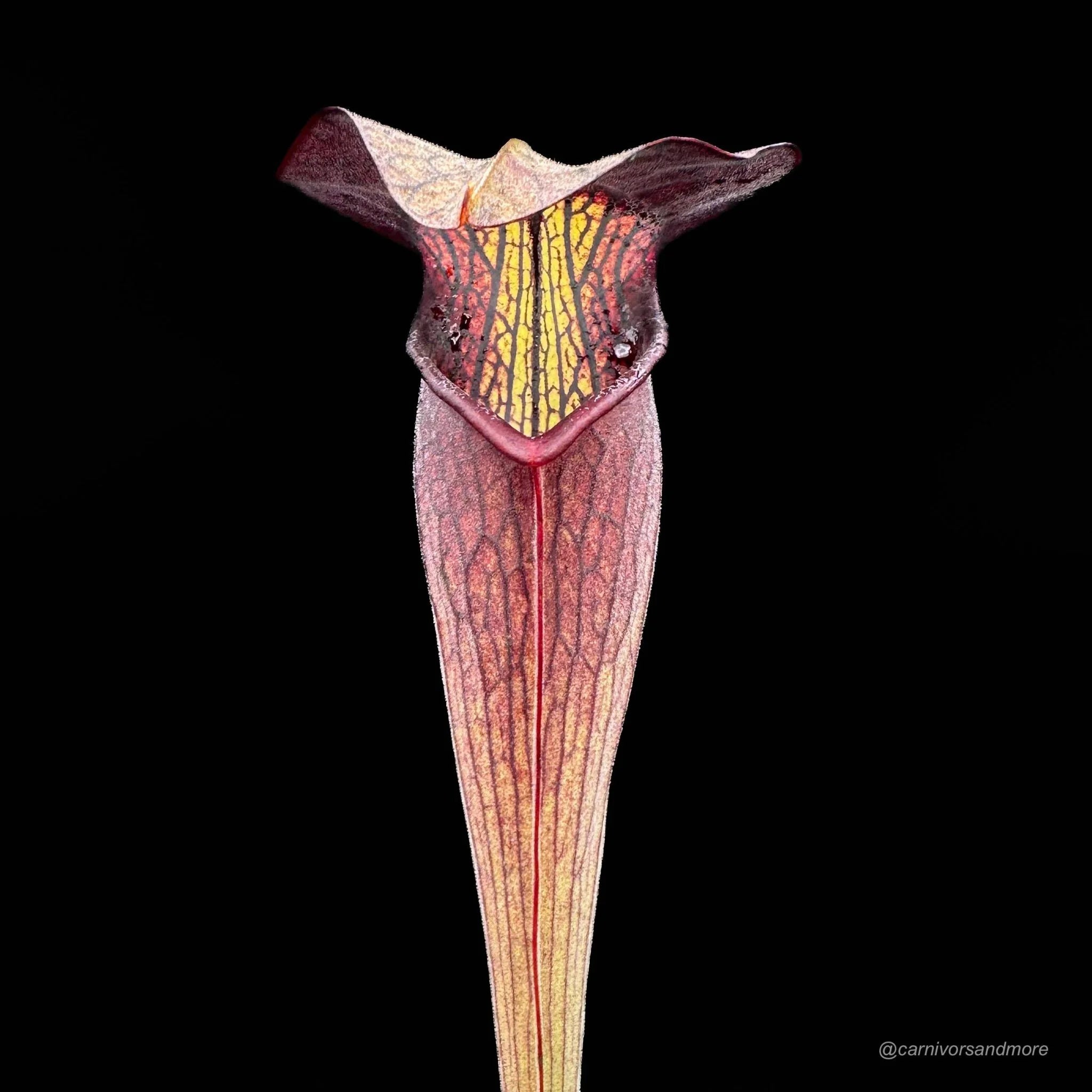 Sarracenia alata „Pubescent Black“, DeSoto, Miss, old German clone 大森食虫植物農園