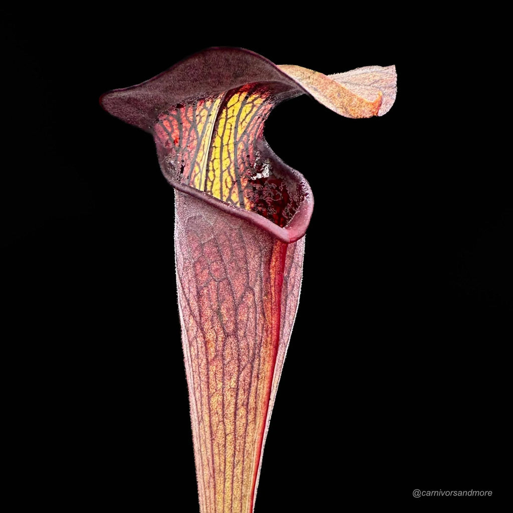 Sarracenia alata „Pubescent Black“, DeSoto, Miss, old German clone 大森食虫植物農園