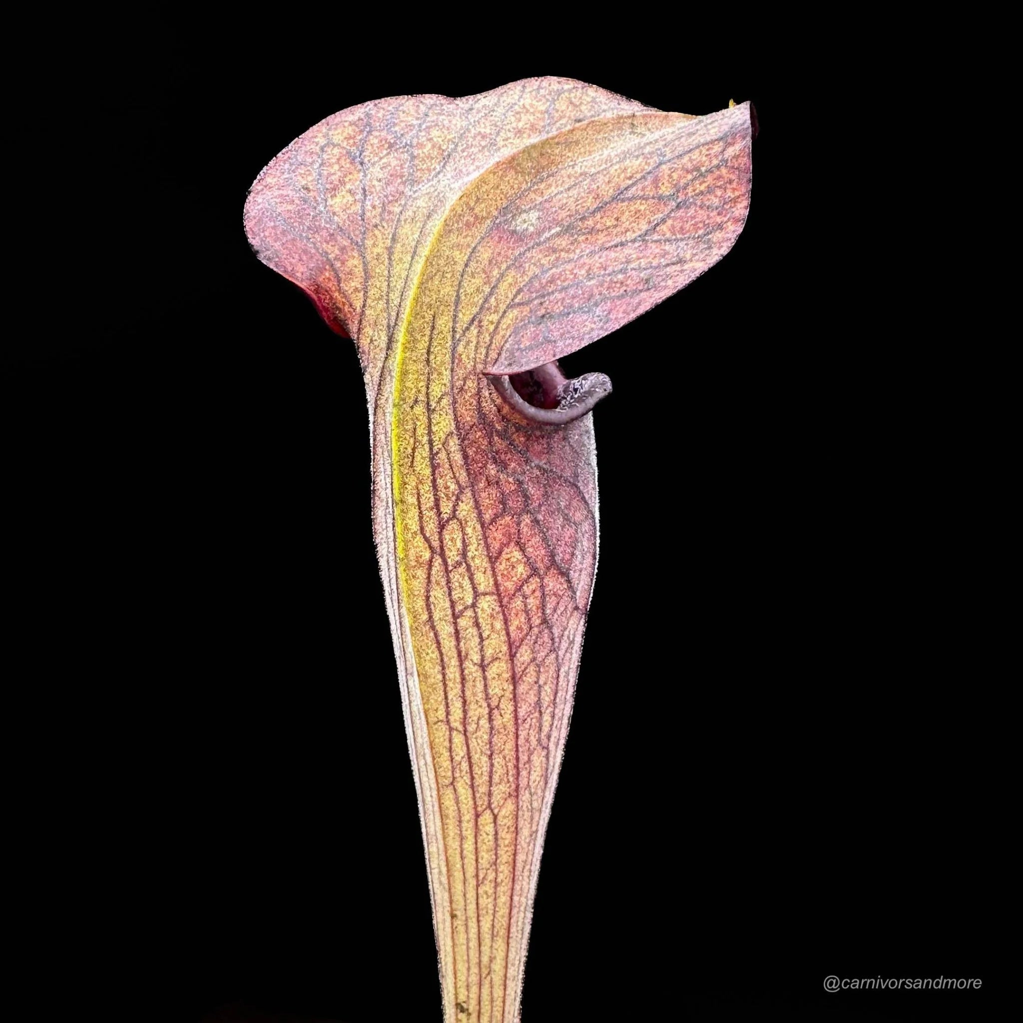 Sarracenia alata „Pubescent Black“, DeSoto, Miss, old German clone 大森食虫植物農園