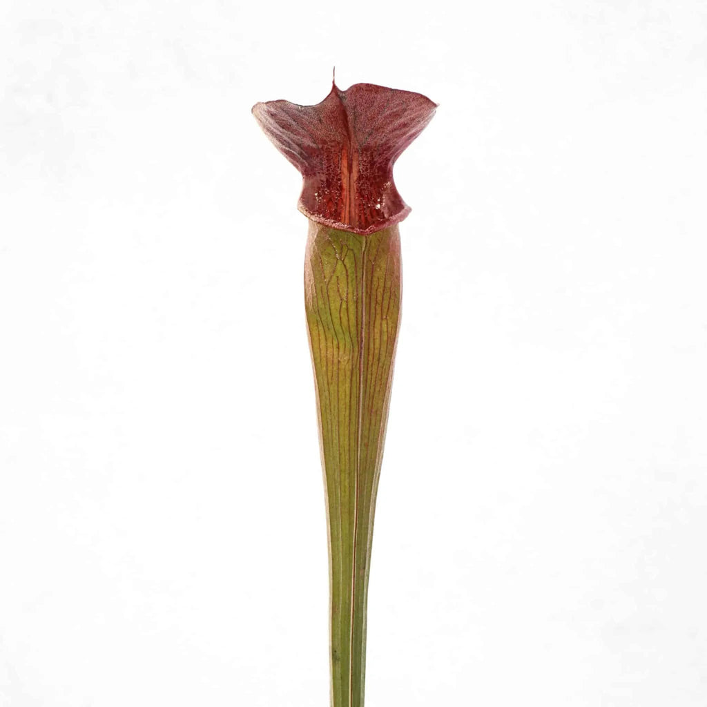 Sarracenia alata „Pubescent Black“, ex J. Welham 大森食虫植物農園