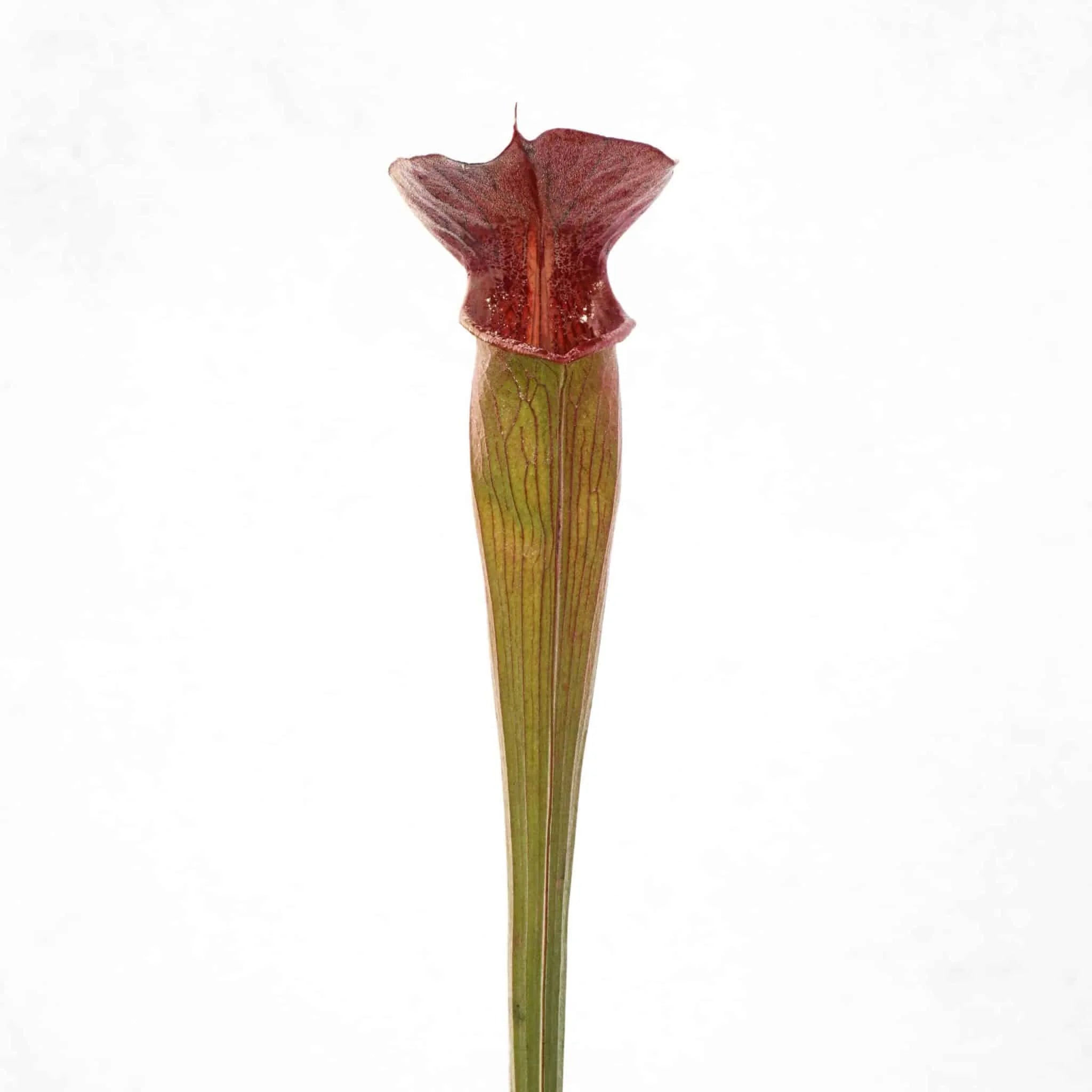 Sarracenia alata „Pubescent Black“, ex J. Welham 大森食虫植物農園