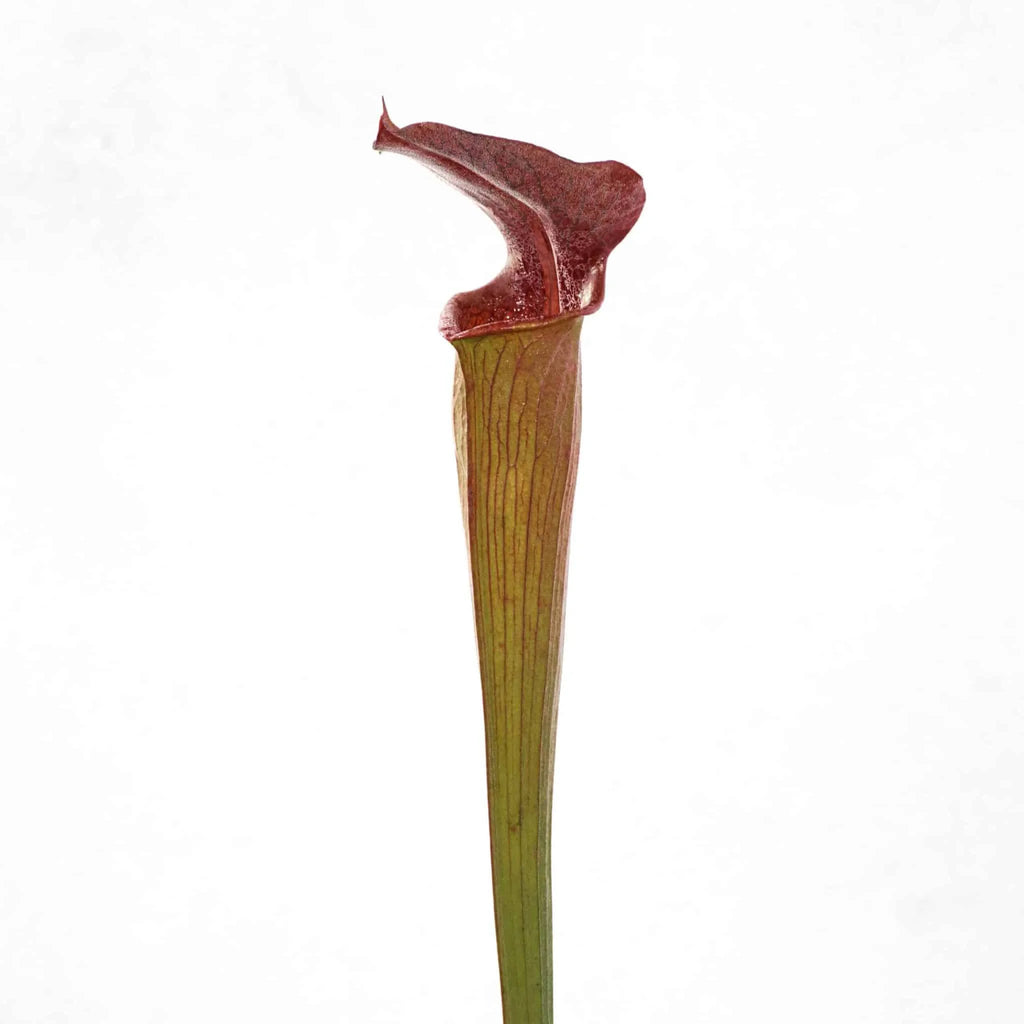 Sarracenia alata „Pubescent Black“, ex J. Welham 大森食虫植物農園
