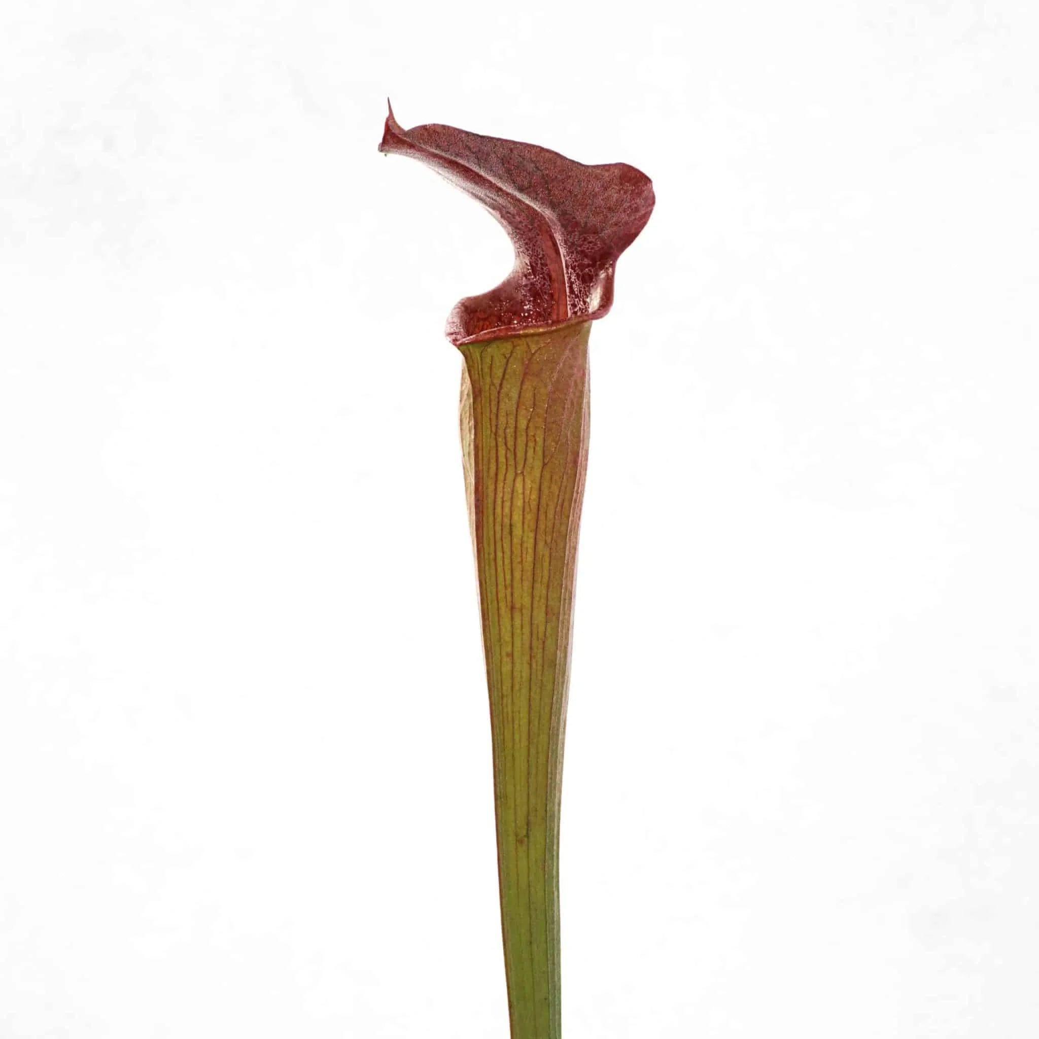 Sarracenia alata „Pubescent Black“, ex J. Welham 大森食虫植物農園