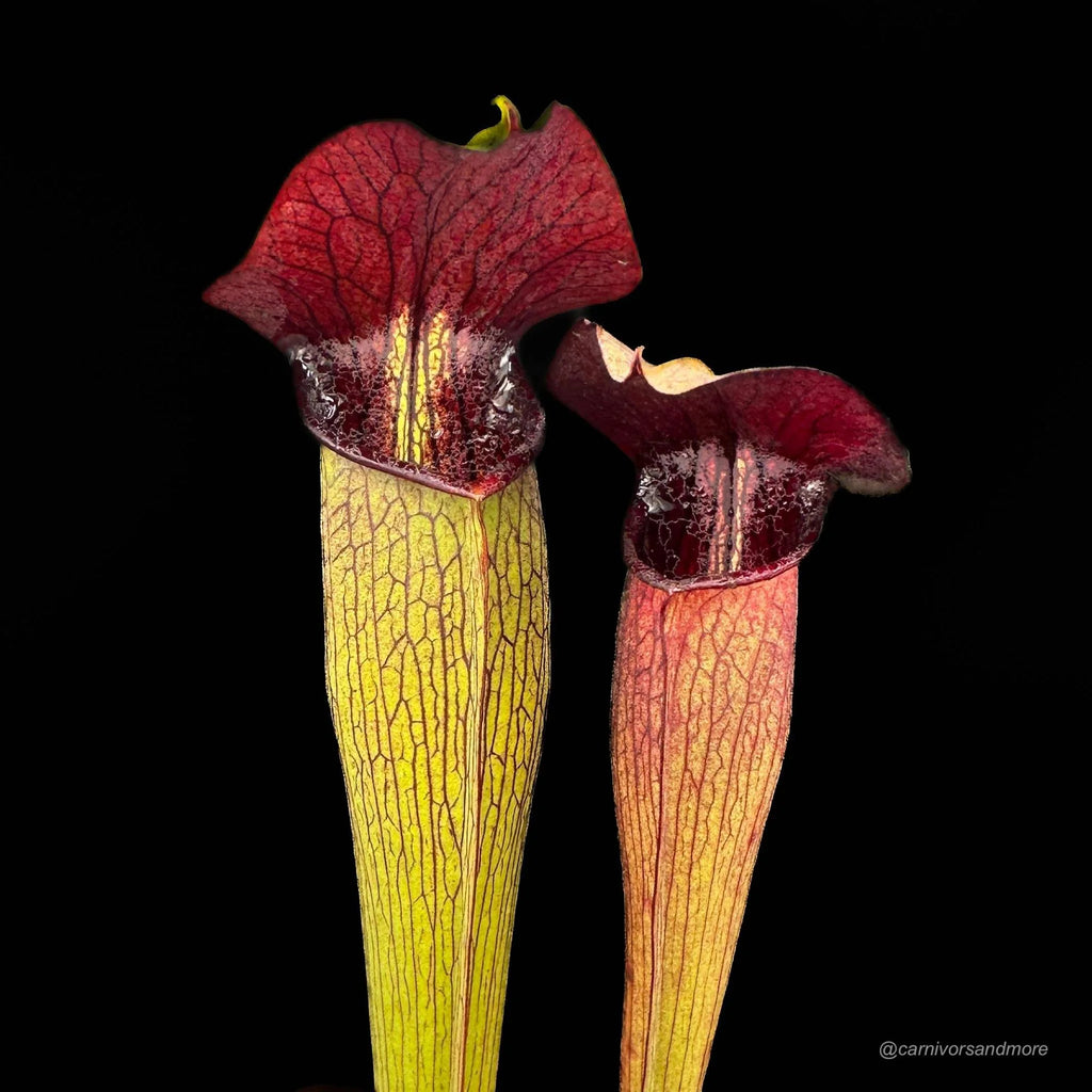 Sarracenia alata „Purple Throat Giant“ 大森食虫植物農園