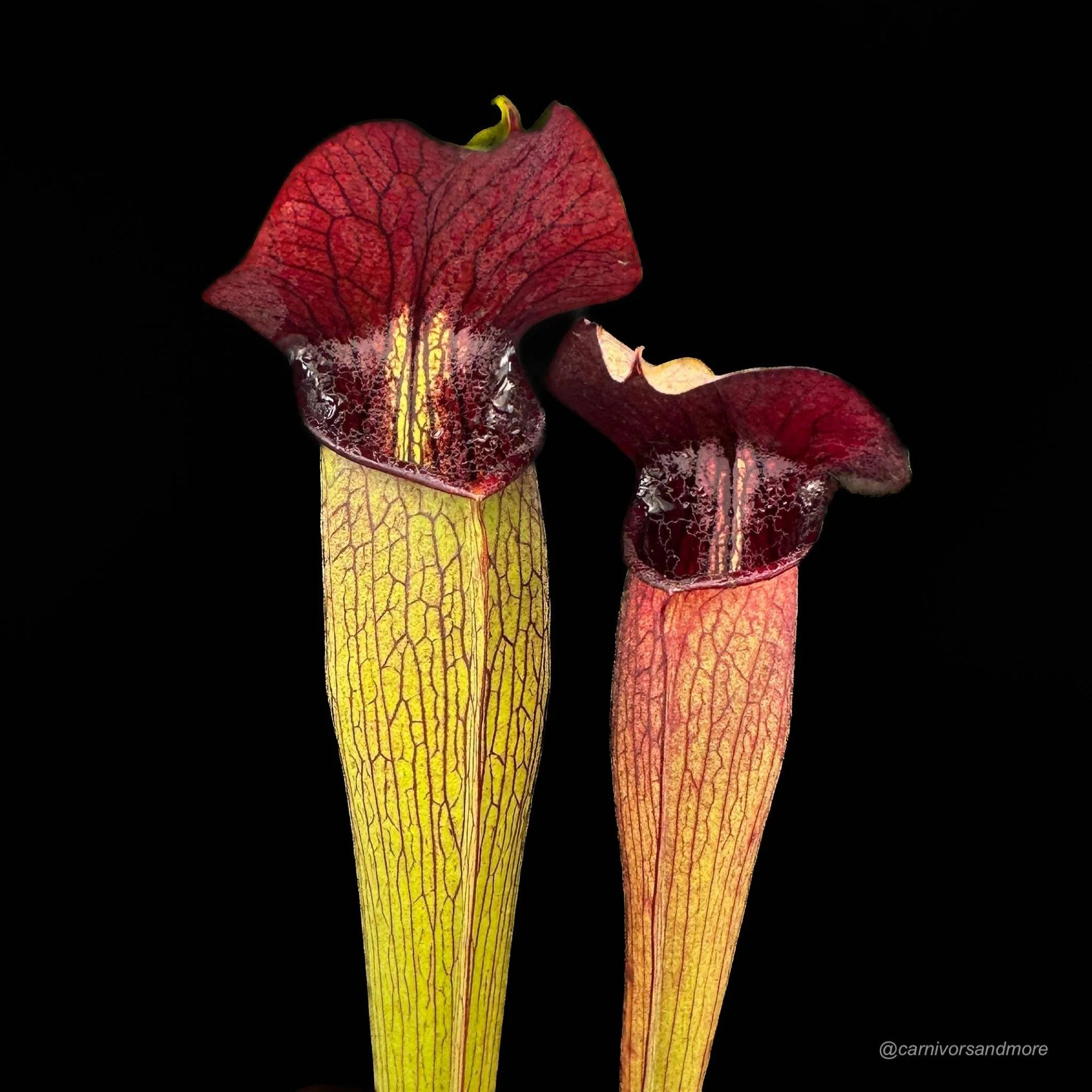 Sarracenia alata „Purple Throat Giant“ 大森食虫植物農園