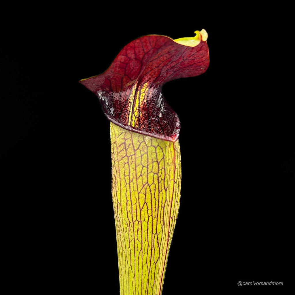 Sarracenia alata „Purple Throat Giant“ 大森食虫植物農園