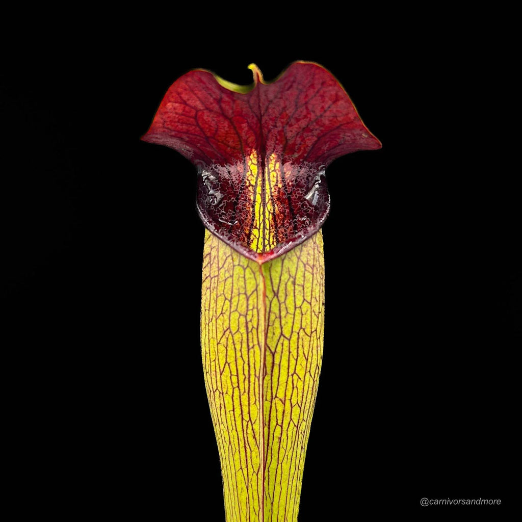 Sarracenia alata „Purple Throat Giant“ 大森食虫植物農園