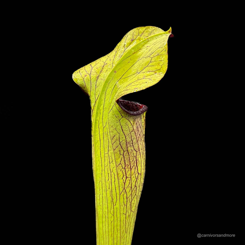Sarracenia alata „Purple Throat Giant“ 大森食虫植物農園