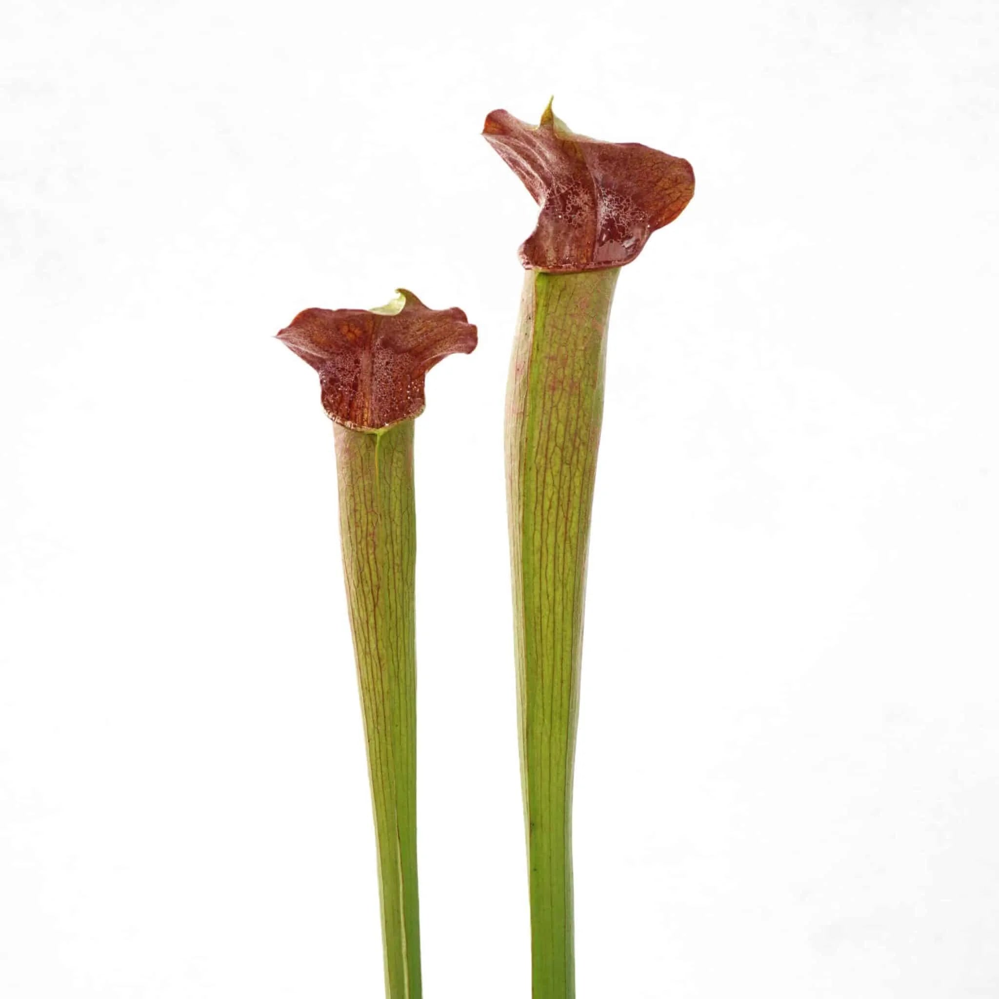 Sarracenia alata „Purple Throat, Red Lid“ ex H. Hennern 大森食虫植物農園