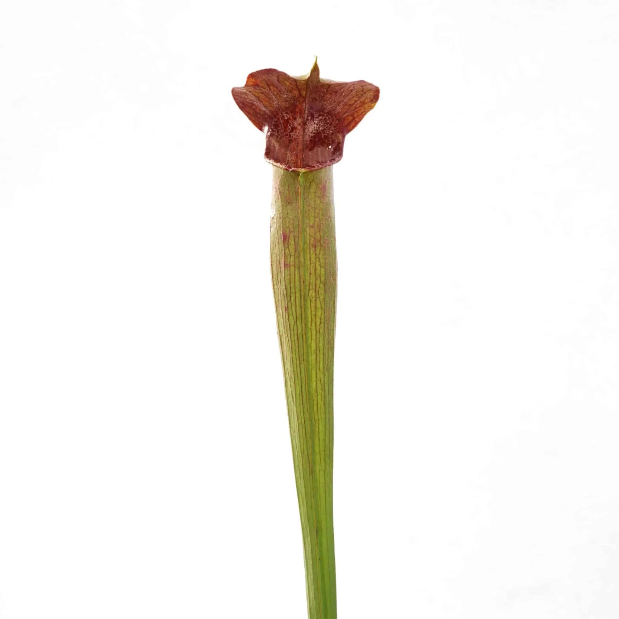 Sarracenia alata „Purple Throat, Red Lid“ ex H. Hennern 大森食虫植物農園