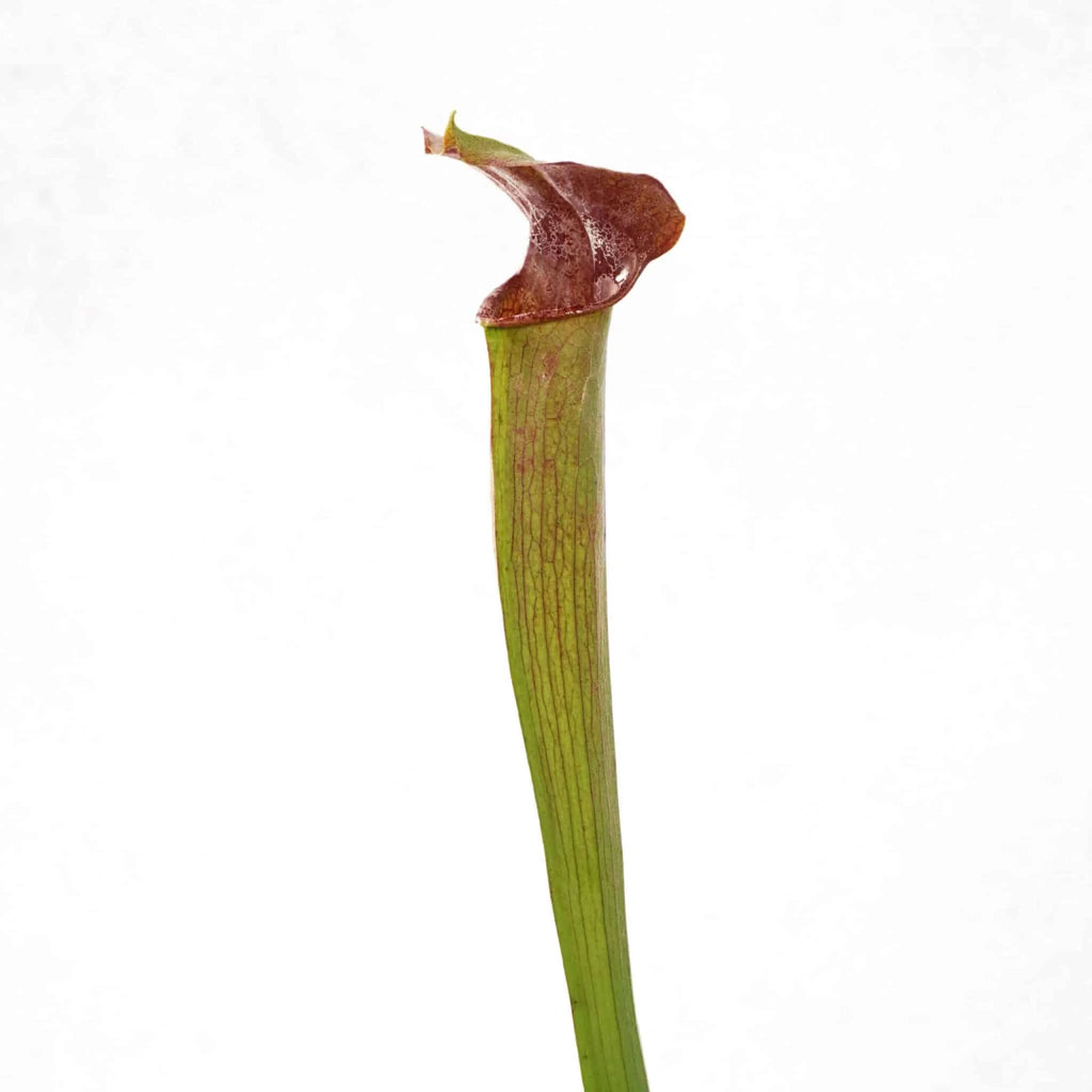 Sarracenia alata „Purple Throat, Red Lid“ ex H. Hennern 大森食虫植物農園