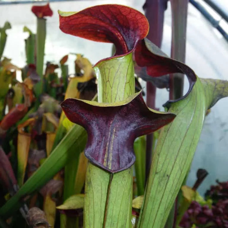 Sarracenia alata „Purple Throat“, Perry Co. PW A 18 大森食虫植物農園