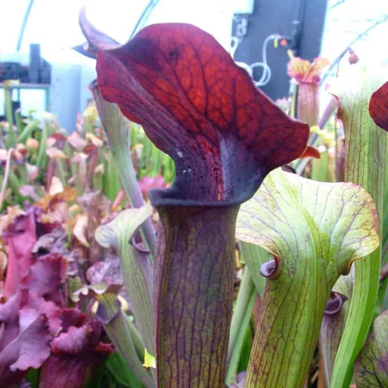 Sarracenia alata „Purple Throat“ strong veined 大森食虫植物農園
