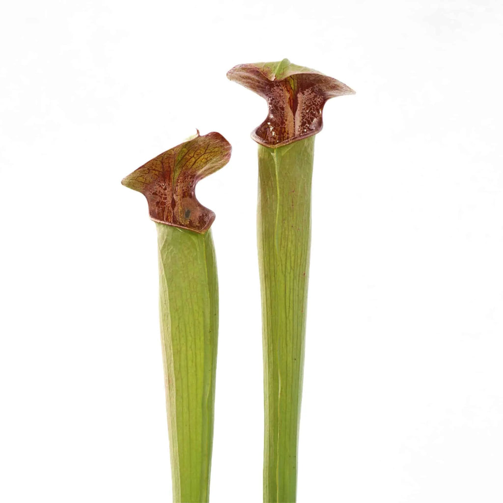 Sarracenia alata „Red Lid Heavy Veins“, Perry Co, Miss.,PW A 19 大森食虫植物農園