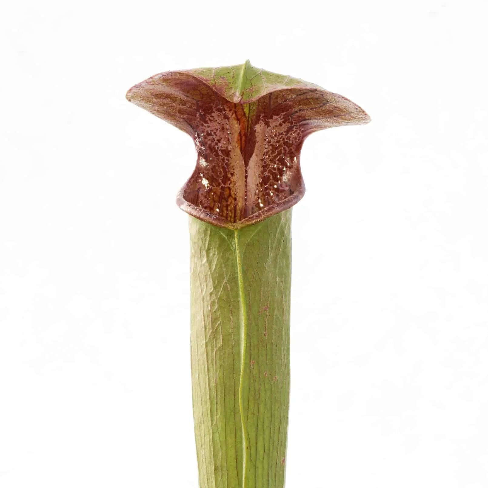 Sarracenia alata „Red Lid Heavy Veins“, Perry Co, Miss.,PW A 19 大森食虫植物農園