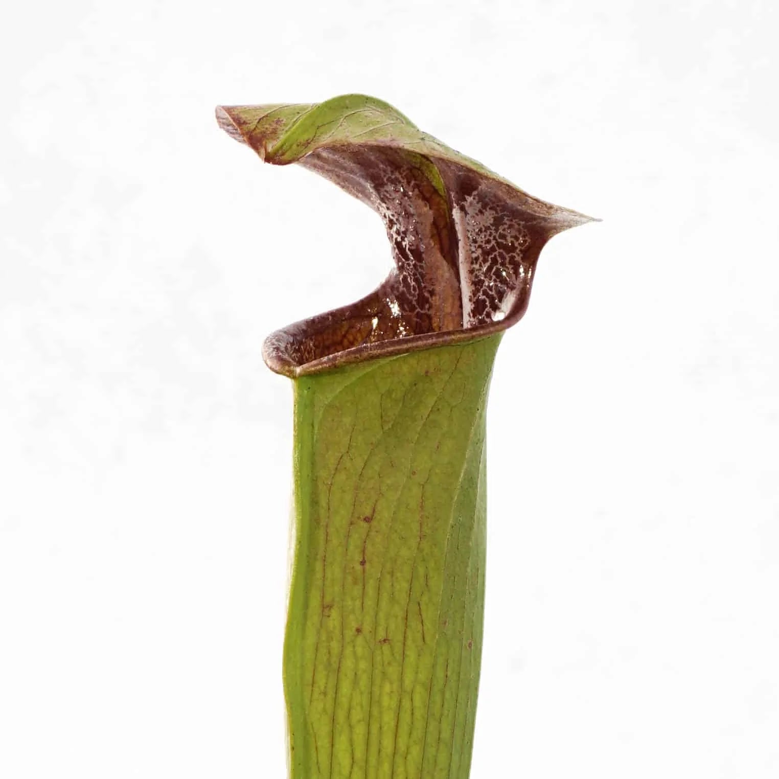 Sarracenia alata „Red Lid Heavy Veins“, Perry Co, Miss.,PW A 19 大森食虫植物農園