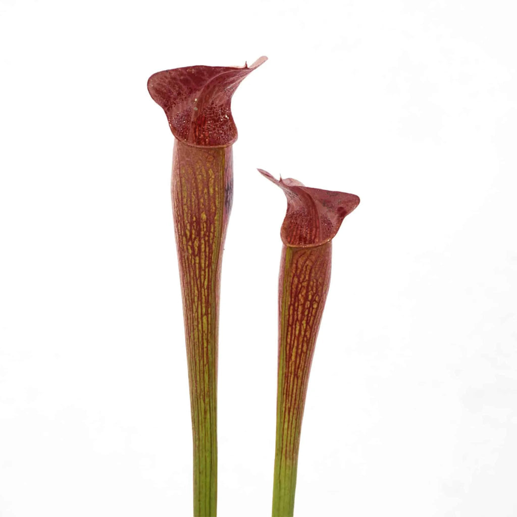 Sarracenia alata „Red Lid“, DeSoto, Stone Co, MK A 43 大森食虫植物農園