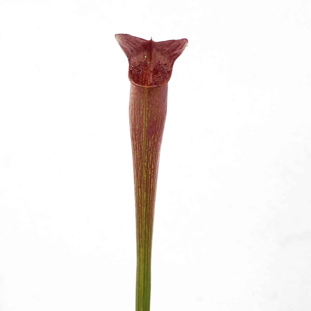 Sarracenia alata „Red Lid“, DeSoto, Stone Co, MK A 43 大森食虫植物農園