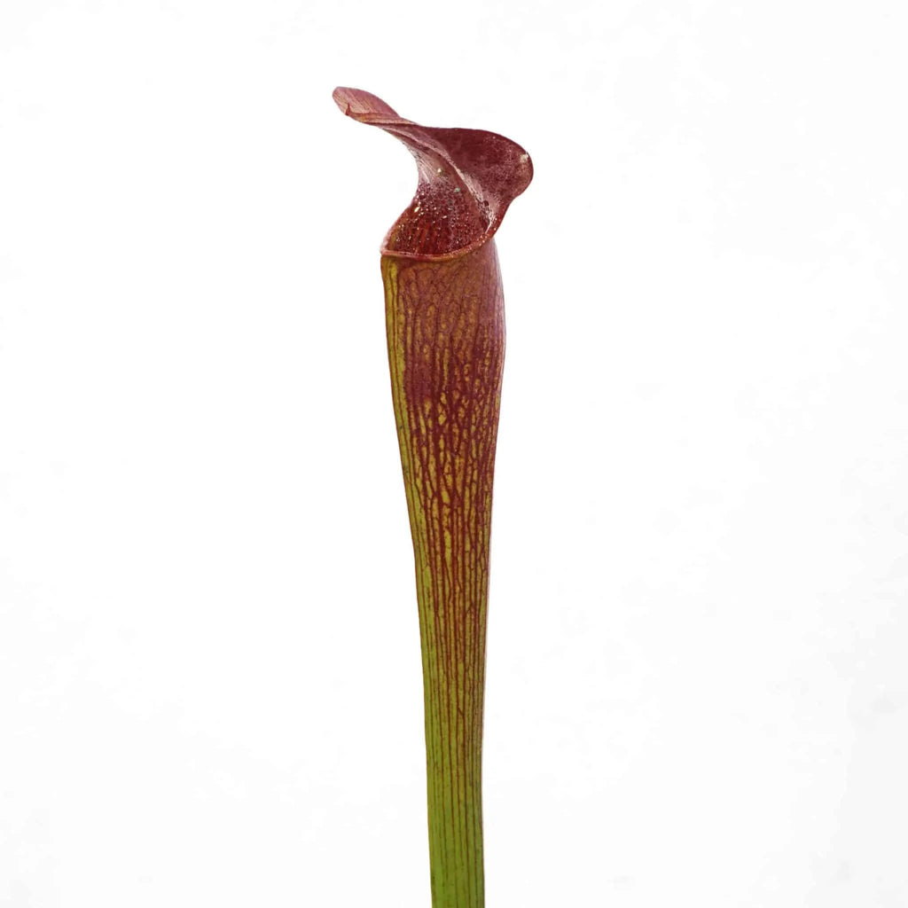 Sarracenia alata „Red Lid“, DeSoto, Stone Co, MK A 43 大森食虫植物農園