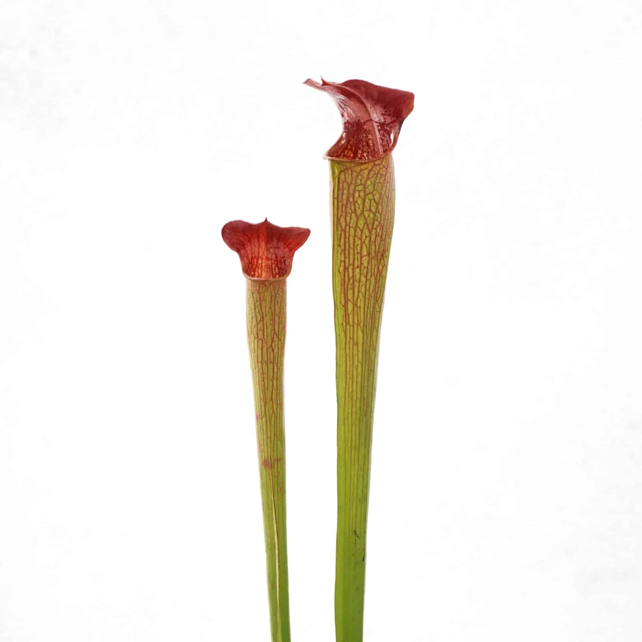 Sarracenia alata „Red Lid“, Harrison Co., Miss., MK A 17 大森食虫植物農園