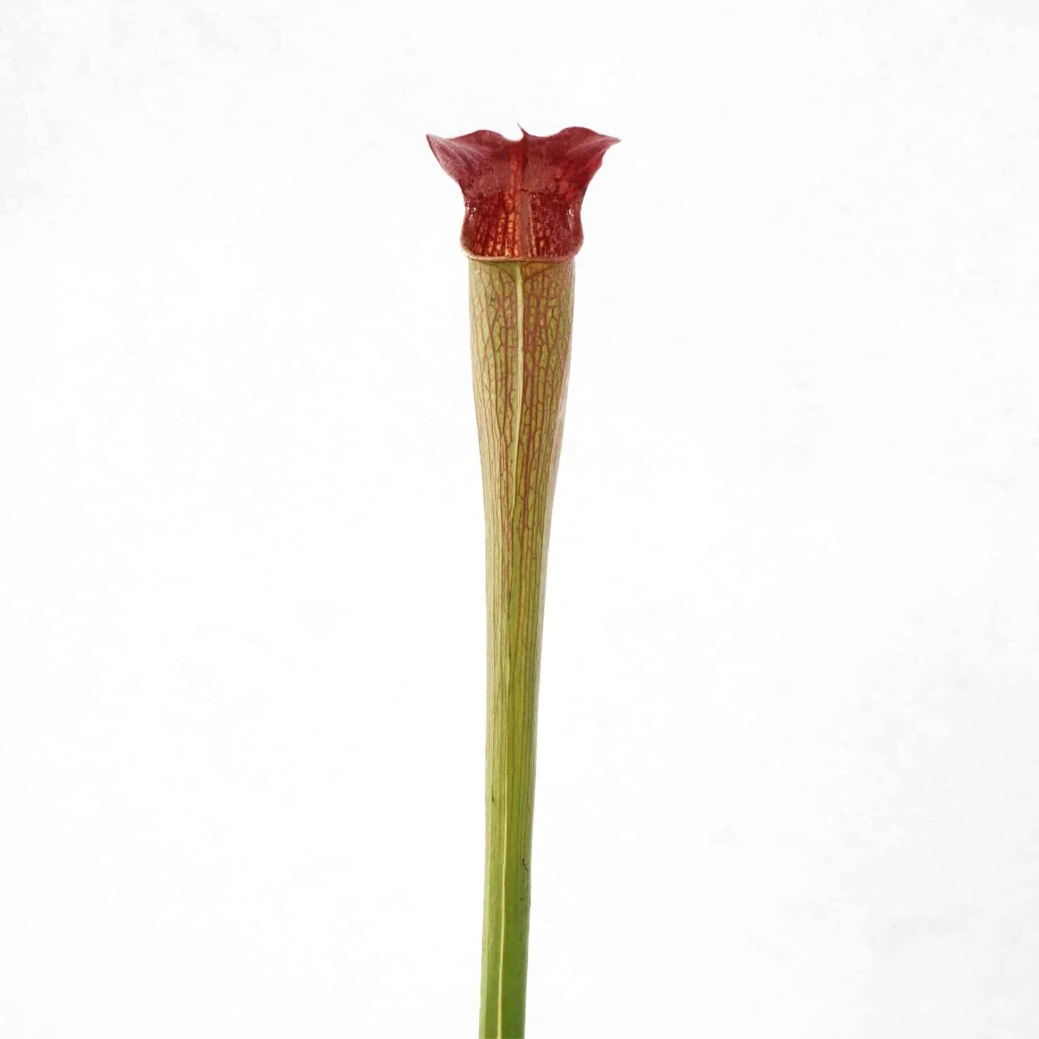 Sarracenia alata „Red Lid“, Harrison Co., Miss., MK A 17 大森食虫植物農園