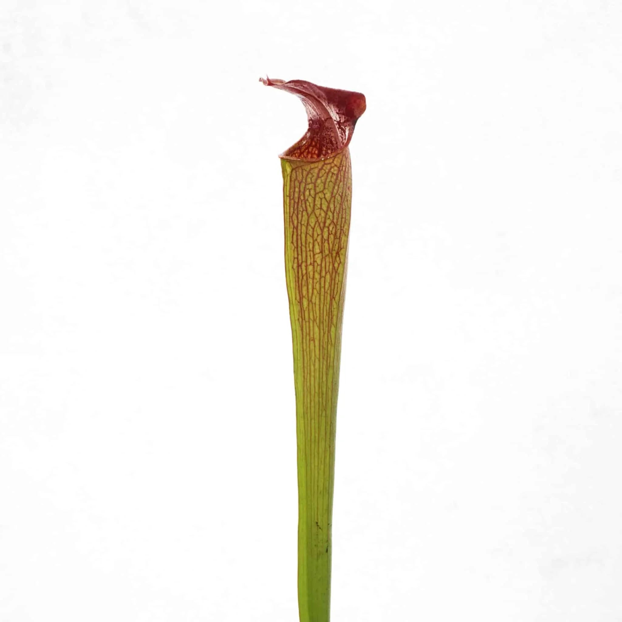 Sarracenia alata „Red Lid“, Harrison Co., Miss., MK A 17 大森食虫植物農園
