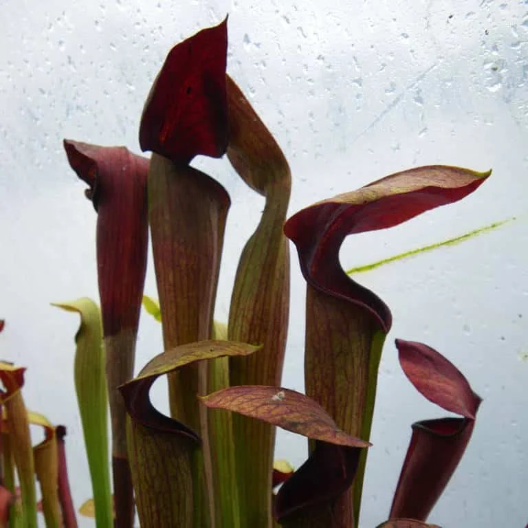 Sarracenia alata „Red Skin“ 大森食虫植物農園
