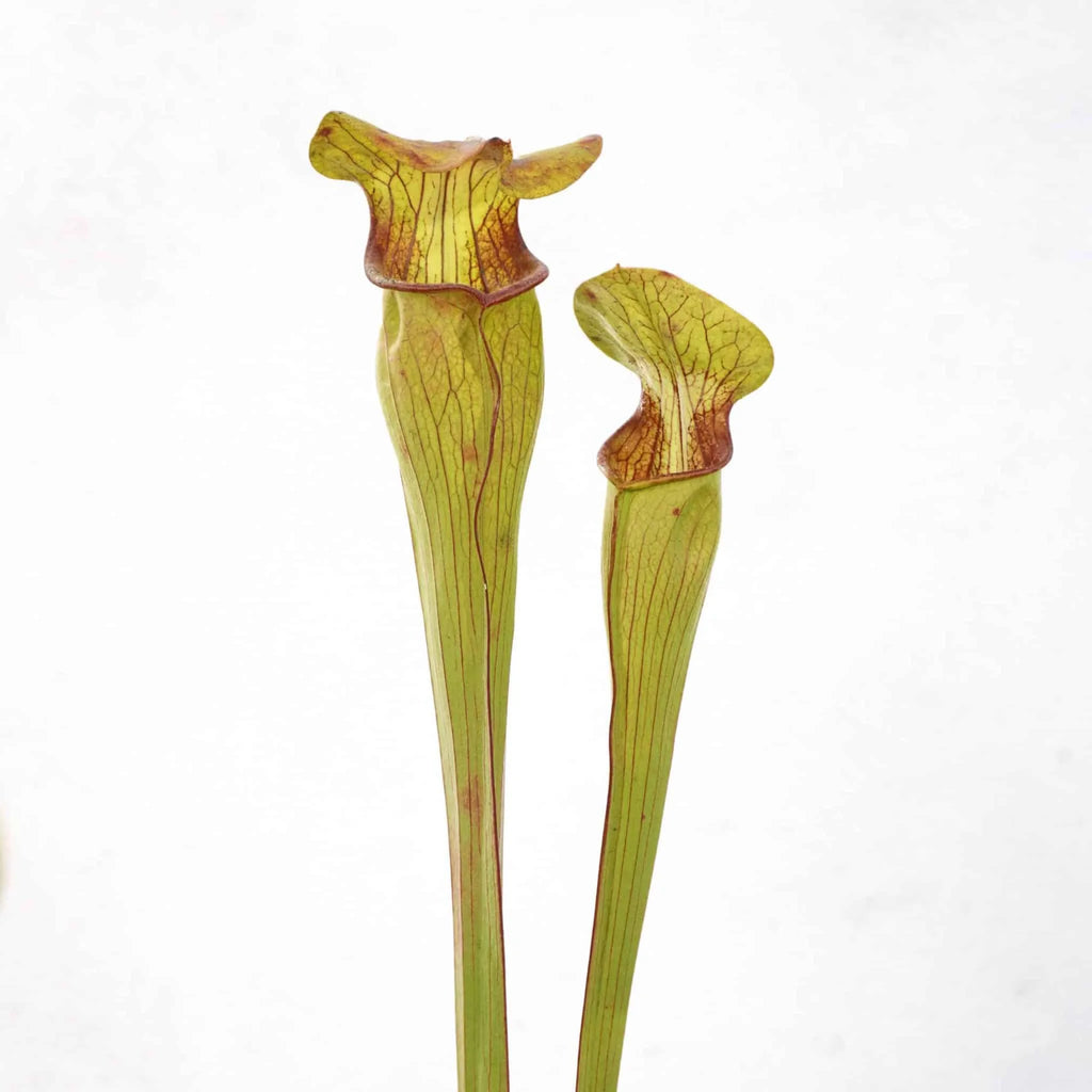 Sarracenia alata, Robertson Co, Texas 大森食虫植物農園