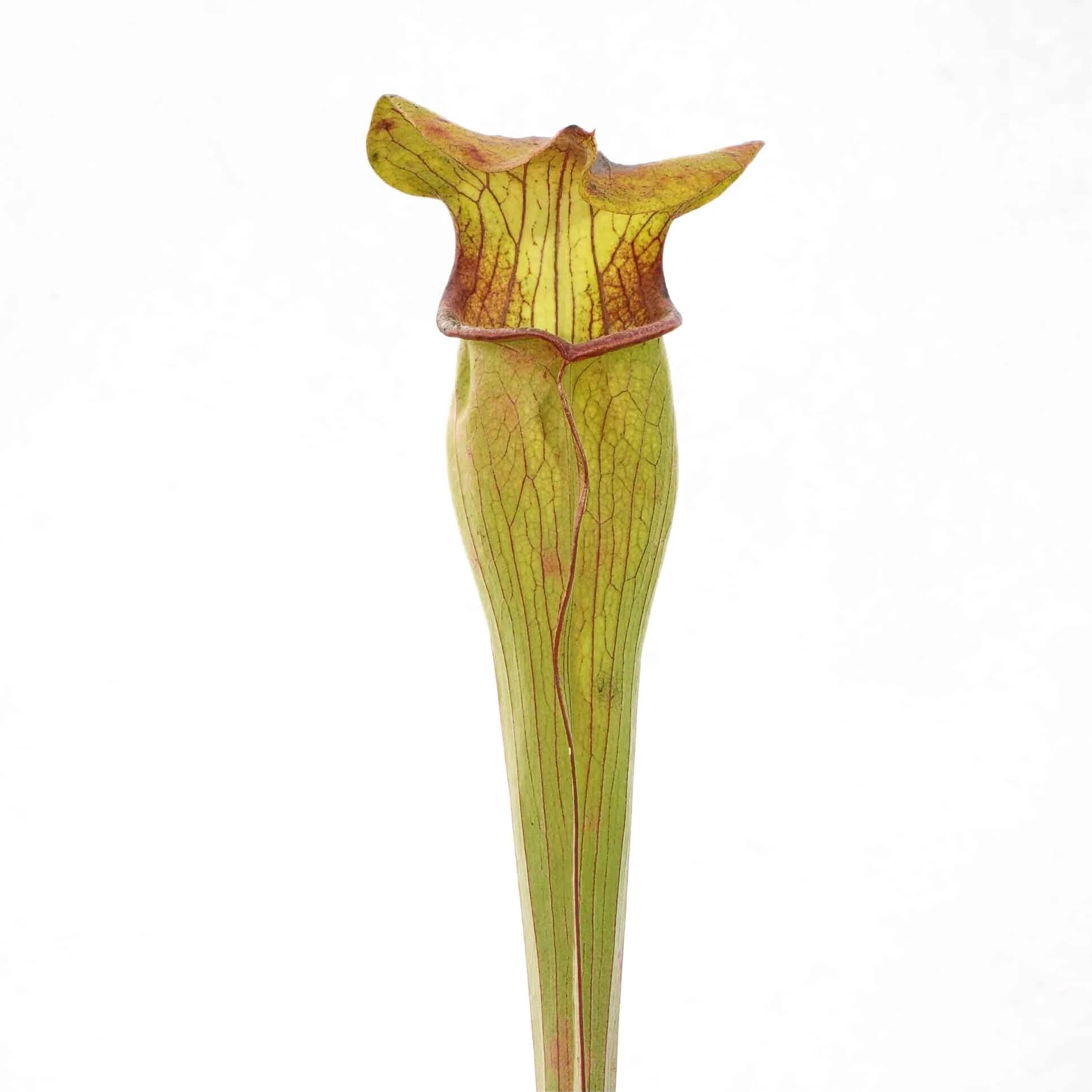 Sarracenia alata, Robertson Co, Texas 大森食虫植物農園
