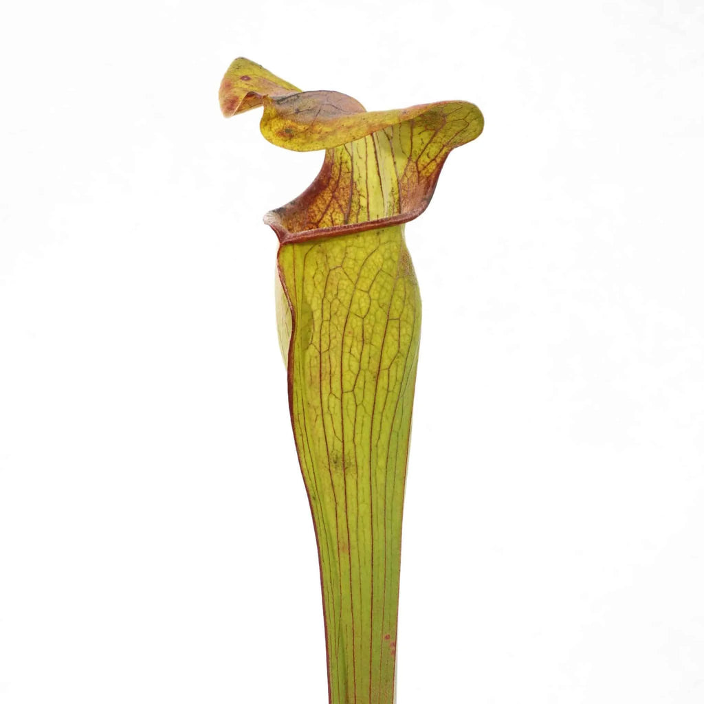 Sarracenia alata, Robertson Co, Texas 大森食虫植物農園