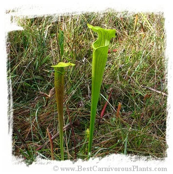Sarracenia alata {St. Tammany Parish, Louisiana, USA} [BCP ID# S268] (12粒の種子) 大森食虫植物農園