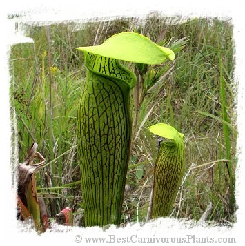 Sarracenia alata {St. Tammany Parish, Louisiana, USA} [BCP ID# S268] (12粒の種子) 大森食虫植物農園