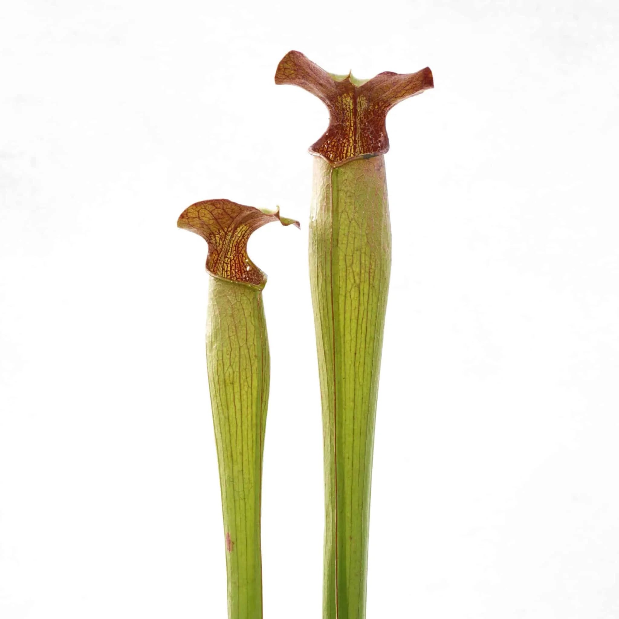 Sarracenia alata „Tall Bulbous Pitchers“, MK A 1 大森食虫植物農園