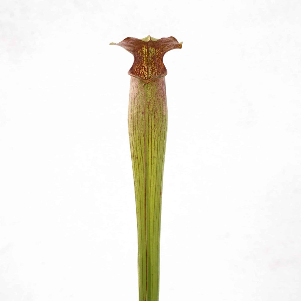 Sarracenia alata „Tall Bulbous Pitchers“, MK A 1 大森食虫植物農園